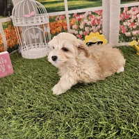 Scamp, a male Maltipoo for sale in Lead Hill, AR – Photo 2 of 3
