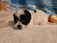 Hercules, a male Yorkipoo for sale in Lead Hill, AR – 1 of 6