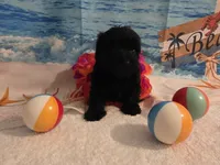 Luna, a female Yorkipoo for sale in Lead Hill, AR – 5 of 6
