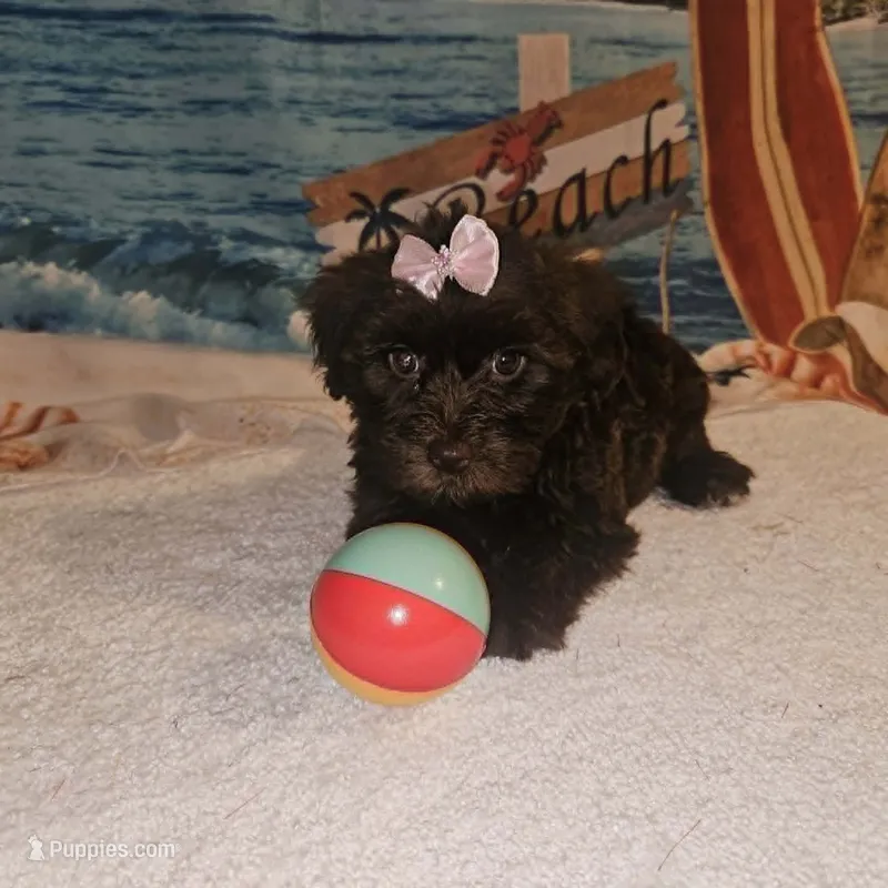 Ella – Yorkipoo puppy for sale in Lead Hill, AR