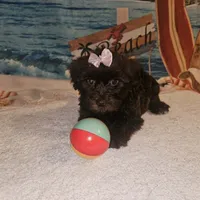 Ella, a female Yorkipoo for sale in Lead Hill, AR – 1 of 6