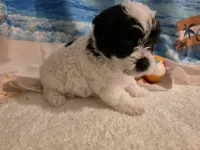 Hercules, a male Yorkipoo for sale in Lead Hill, AR – 6 of 6