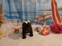 Ella, a female Yorkipoo for sale in Lead Hill, AR – 3 of 6