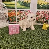 Beauty, a female Maltipoo for sale in Lead Hill, AR – Photo 2 of 2