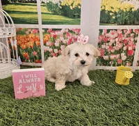 Beauty, a female Maltipoo for sale in Lead Hill, AR – Photo 1 of 2