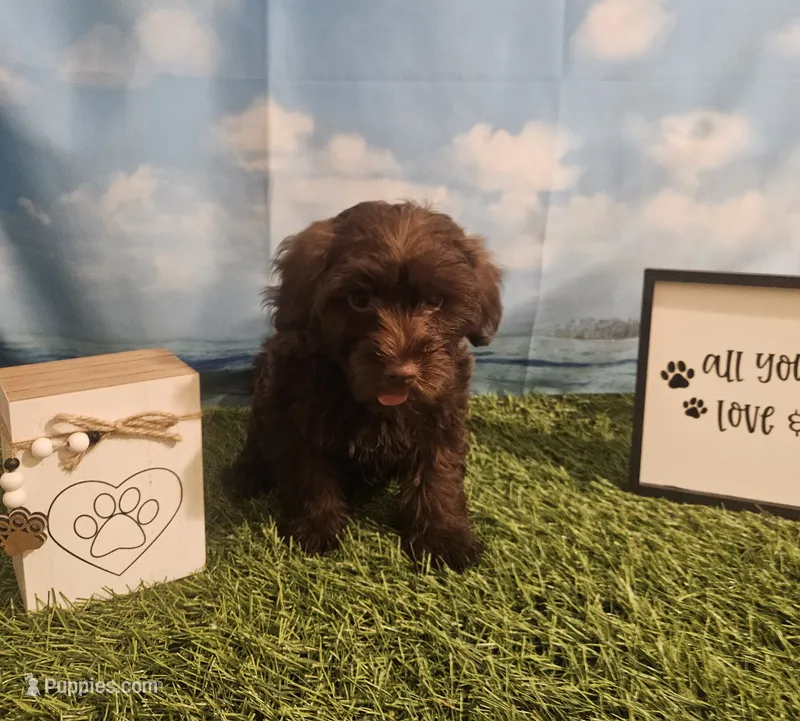 Ella – Yorkipoo puppy for sale in Lead Hill, AR