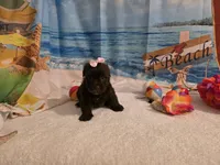Ella, a female Yorkipoo for sale in Lead Hill, AR – 6 of 6