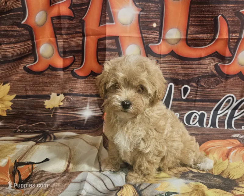 Rosa lee – Maltipoo puppy for sale in Lead Hill, AR