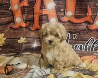 Rosa lee, a female Maltipoo for sale in Lead Hill, AR – 1 of 4