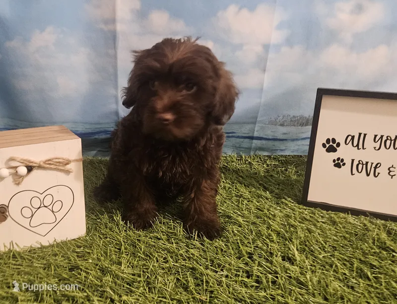 Ella – Yorkipoo puppy for sale in Lead Hill, AR