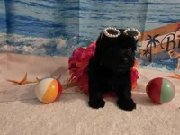 Luna, a female Yorkipoo for sale in Lead Hill, AR – 6 of 6