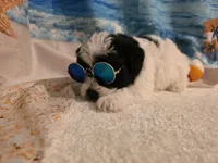 Hercules, a male Yorkipoo for sale in Lead Hill, AR – 3 of 6