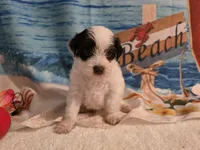 Fluttershy, a female Yorkipoo for sale in Lead Hill, AR – 4 of 4