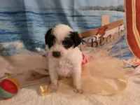 Fluttershy, a female Yorkipoo for sale in Lead Hill, AR – 2 of 4