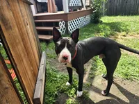 Oreo, a male American Pit Bull Terrier for sale in Haverhill, MA – 2 of 3