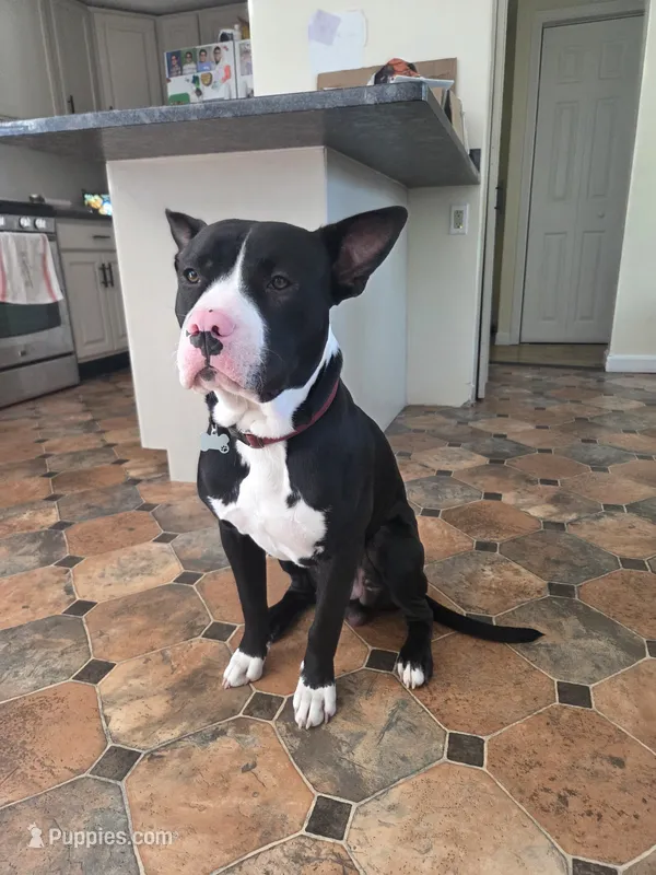 Oreo – American Pit Bull Terrier puppy for sale in Haverhill, MA