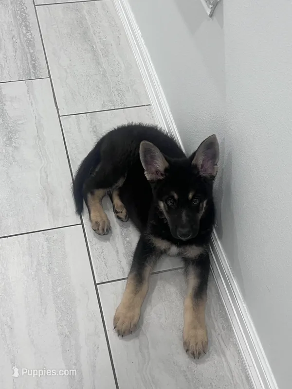 Bear – German Shepherd Dog puppy for sale in Edinburg, TX