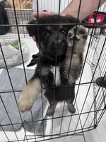 Bear, a male German Shepherd Dog for sale in Edinburg, TX – 8 of 9