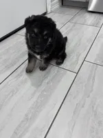 Bear, a male German Shepherd Dog for sale in Edinburg, TX – 7 of 9