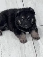Bear, a male German Shepherd Dog for sale in Edinburg, TX – 5 of 9