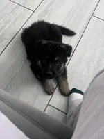 Bear, a male German Shepherd Dog for sale in Edinburg, TX – 3 of 9