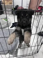 Bear, a male German Shepherd Dog for sale in Edinburg, TX – 9 of 9