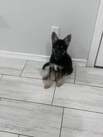 Bear, a male German Shepherd Dog for sale in Edinburg, TX – 2 of 9