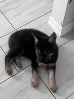 Bear, a male German Shepherd Dog for sale in Edinburg, TX – 6 of 9