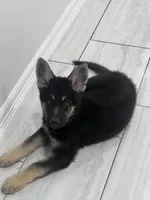 Bear, a male German Shepherd Dog for sale in Edinburg, TX – 4 of 9