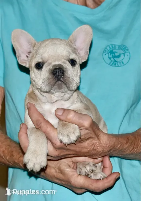 Juliet (lilac) – French Bulldog puppy for sale in Coleman, OK