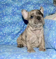 Bruno, a male French Bulldog for sale in Coleman, OK – 4 of 9
