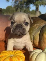 Shilo, a female French Bulldog for sale in Coleman, OK – Photo 8 of 8