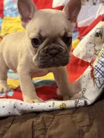 Shilo, a female French Bulldog for sale in Coleman, OK – Photo 5 of 8