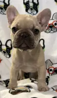 Shilo, a female French Bulldog for sale in Coleman, OK – Photo 2 of 8