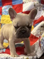 Shilo, a female French Bulldog for sale in Coleman, OK – Photo 7 of 8