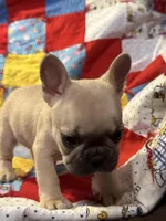 Shilo, a female French Bulldog for sale in Coleman, OK – Photo 4 of 8