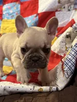 Shilo, a female French Bulldog for sale in Coleman, OK – Photo 3 of 8