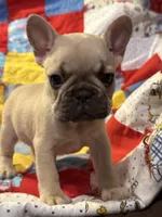 Shilo, a female French Bulldog for sale in Coleman, OK – Photo 6 of 8