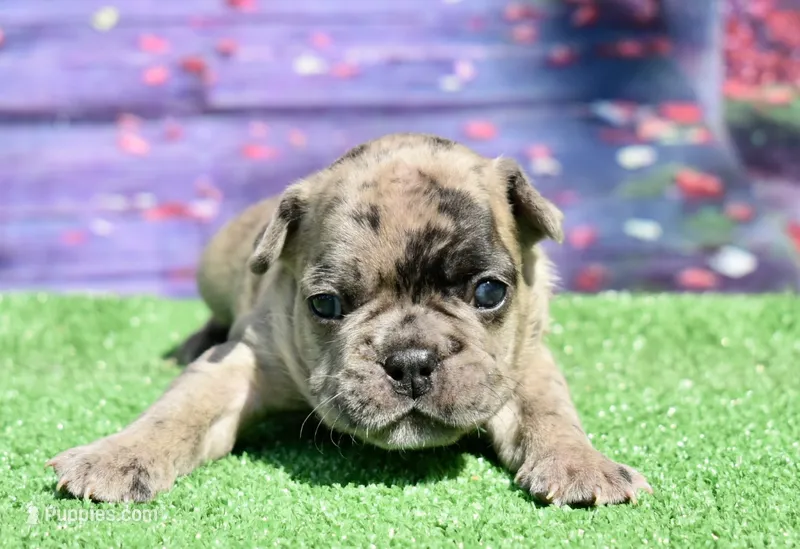 Bruno – French Bulldog puppy for sale in Coleman, OK