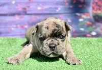 Bruno, a male French Bulldog for sale in Coleman, OK – 6 of 9