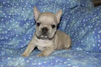 Juliet (lilac), a female French Bulldog for sale in Coleman, OK – 4 of 9