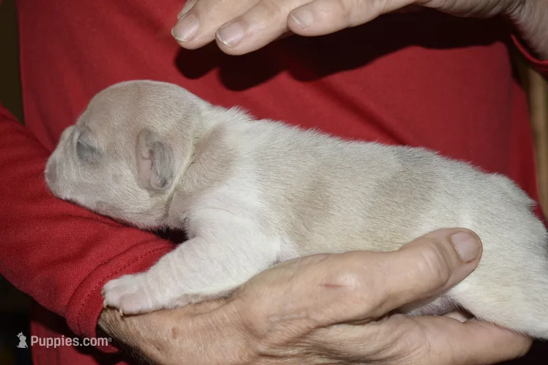 Loki – French Bulldog puppy for sale in Coleman, OK