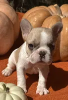 Surrey, a female French Bulldog for sale in Coleman, OK – Photo 2 of 7