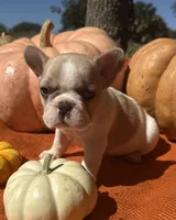 Surrey, a female French Bulldog for sale in Coleman, OK – Photo 5 of 7