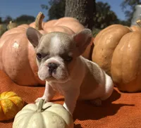 Surrey, a female French Bulldog for sale in Coleman, OK – Photo 7 of 7