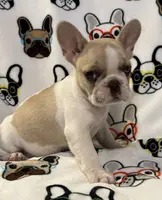 Surrey, a female French Bulldog for sale in Coleman, OK – Photo 1 of 7