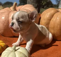 Surrey, a female French Bulldog for sale in Coleman, OK – Photo 4 of 7