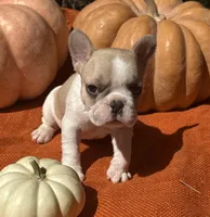 Surrey, a female French Bulldog for sale in Coleman, OK – Photo 3 of 7