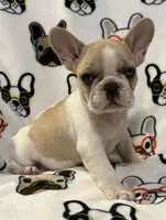 Surrey, a female French Bulldog for sale in Coleman, OK – Photo 6 of 7