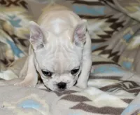 Carla, a female French Bulldog for sale in Coleman, OK – Photo 5 of 10